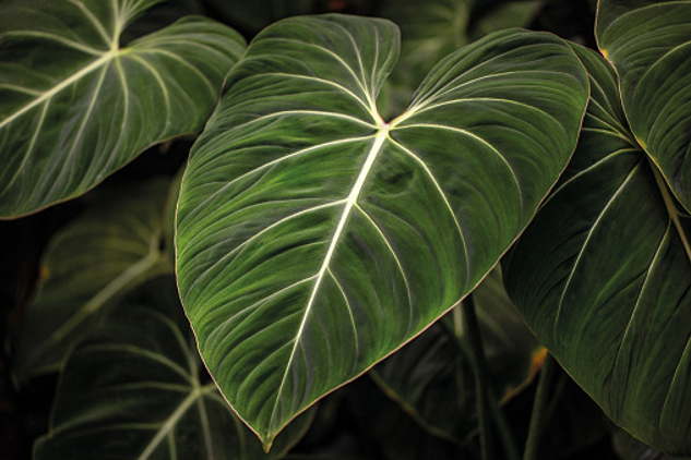 Philodendron Melanochrysum Black Gold Philodendron